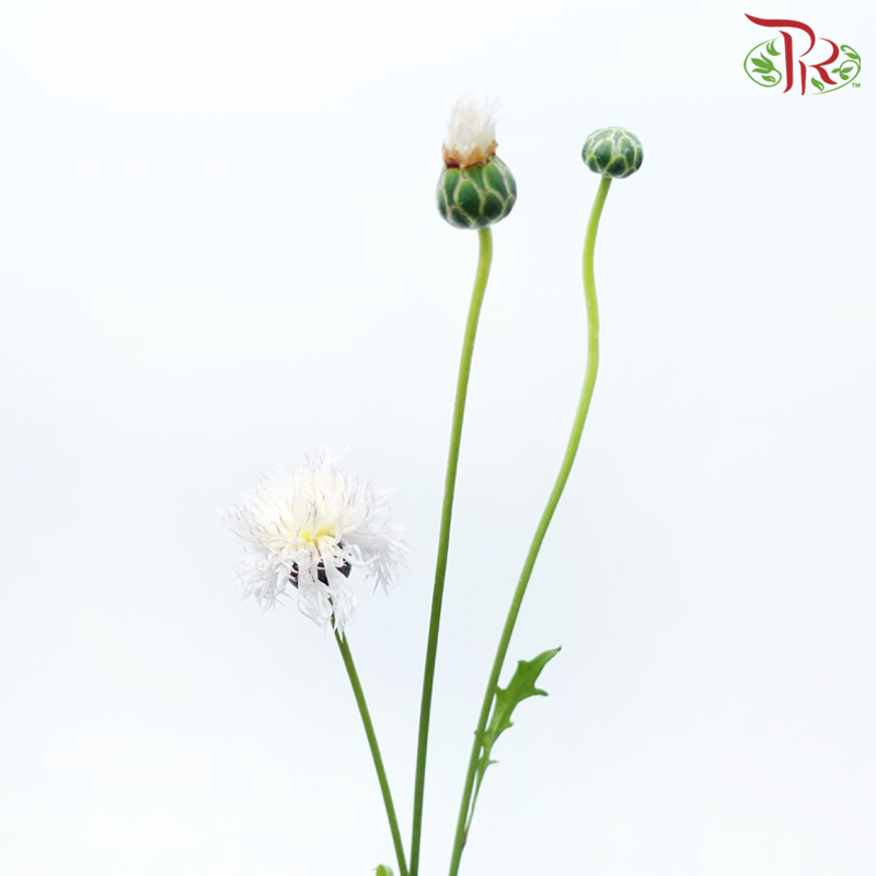 Cornflower《矢车菊》