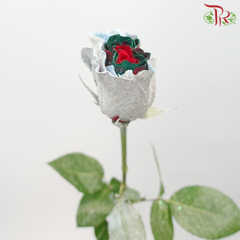 Ceres Rose - Dyed Xmas (Randomly Select) - Pudu Ria Florist