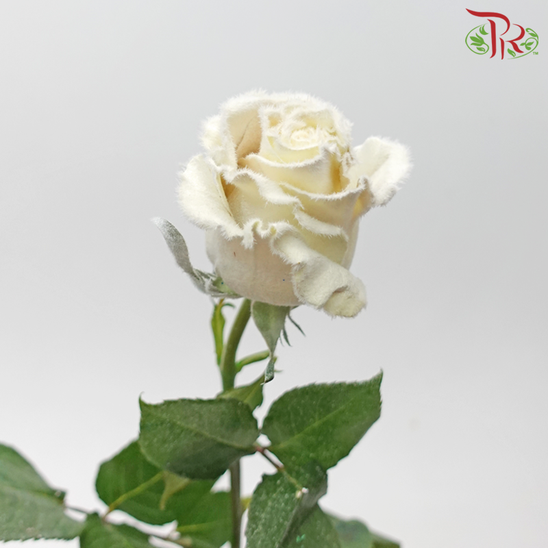 Ceres Rose - Dyed Xmas (Randomly Select) - Pudu Ria Florist