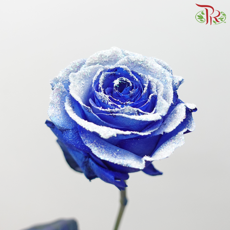 Ceres Rose - Dyed Xmas (Randomly Select) - Pudu Ria Florist