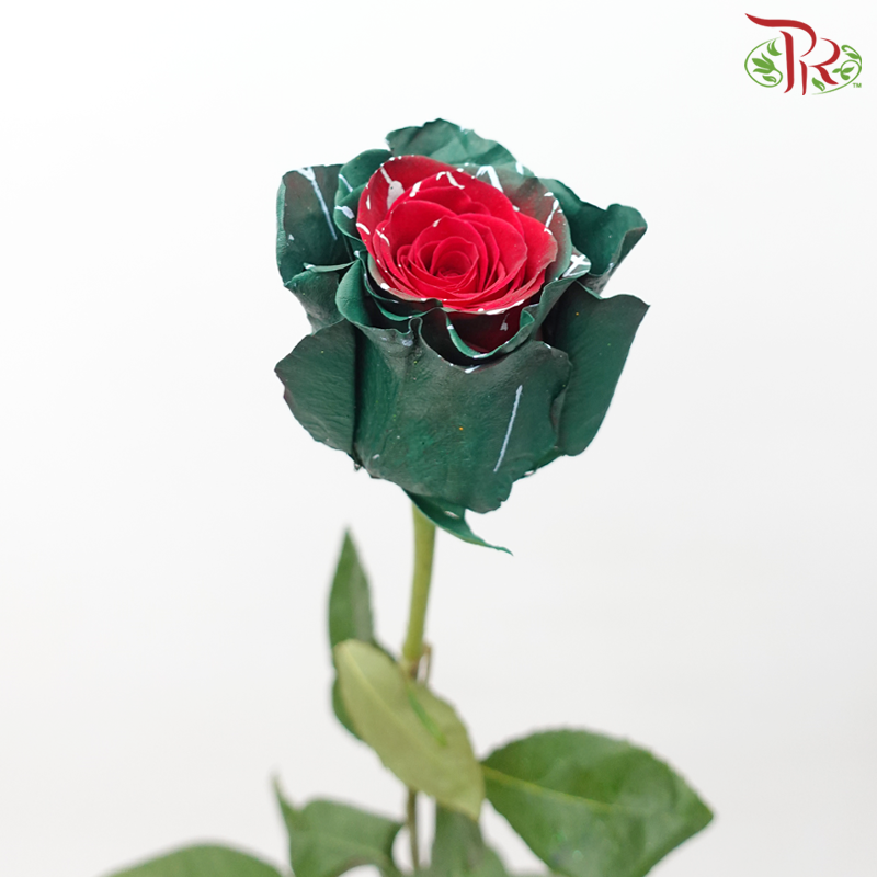 Ceres Rose - Dyed Xmas (Randomly Select) - Pudu Ria Florist