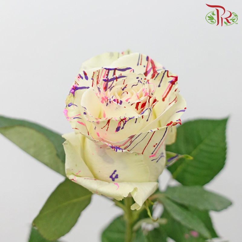Ceres Rose - Dyed Xmas (Randomly Select) - Pudu Ria Florist