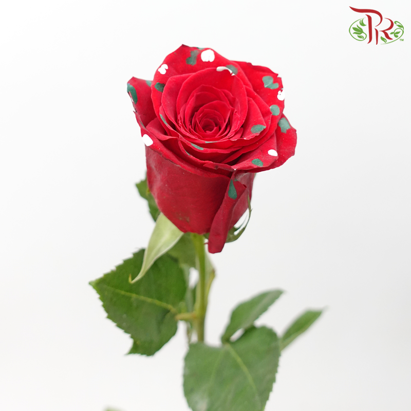 Ceres Rose - Dyed Xmas (Randomly Select) - Pudu Ria Florist