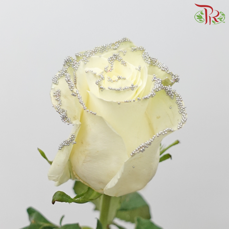 Ceres Rose - Dyed Xmas (Randomly Select) - Pudu Ria Florist