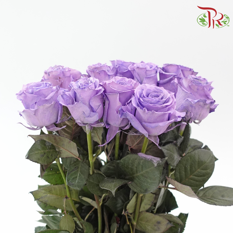 Ceres Rose Dyed Mondial