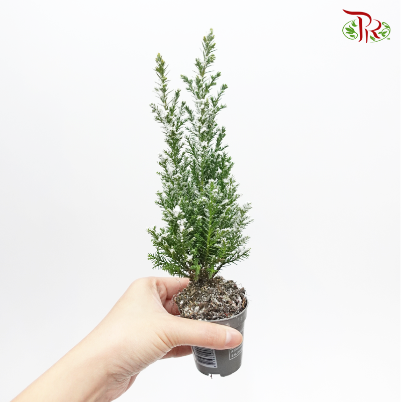 Chamaecyparis Ellwoodii (Snow white)《美國扁柏》Small - Pudu Ria Florist