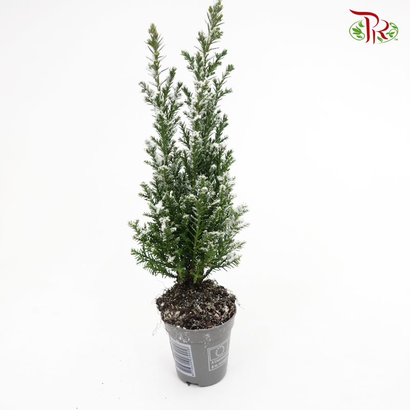 Chamaecyparis Ellwoodii (Snow white)《美國扁柏》Small - Pudu Ria Florist