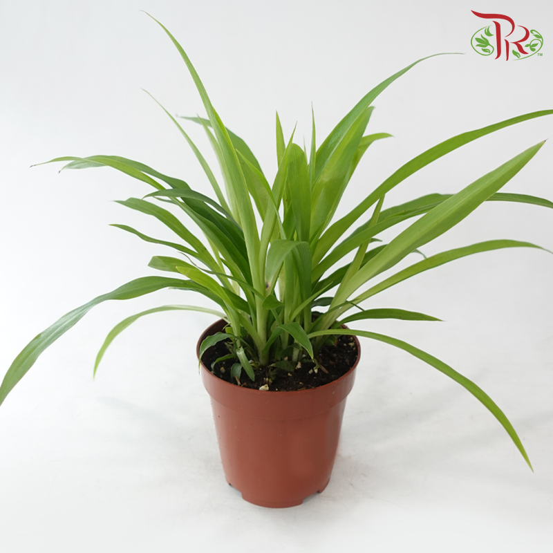 Chlorophytum Lemon P120《吊兰》