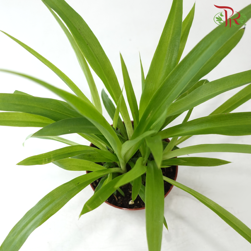 Chlorophytum Lemon P120《吊兰》