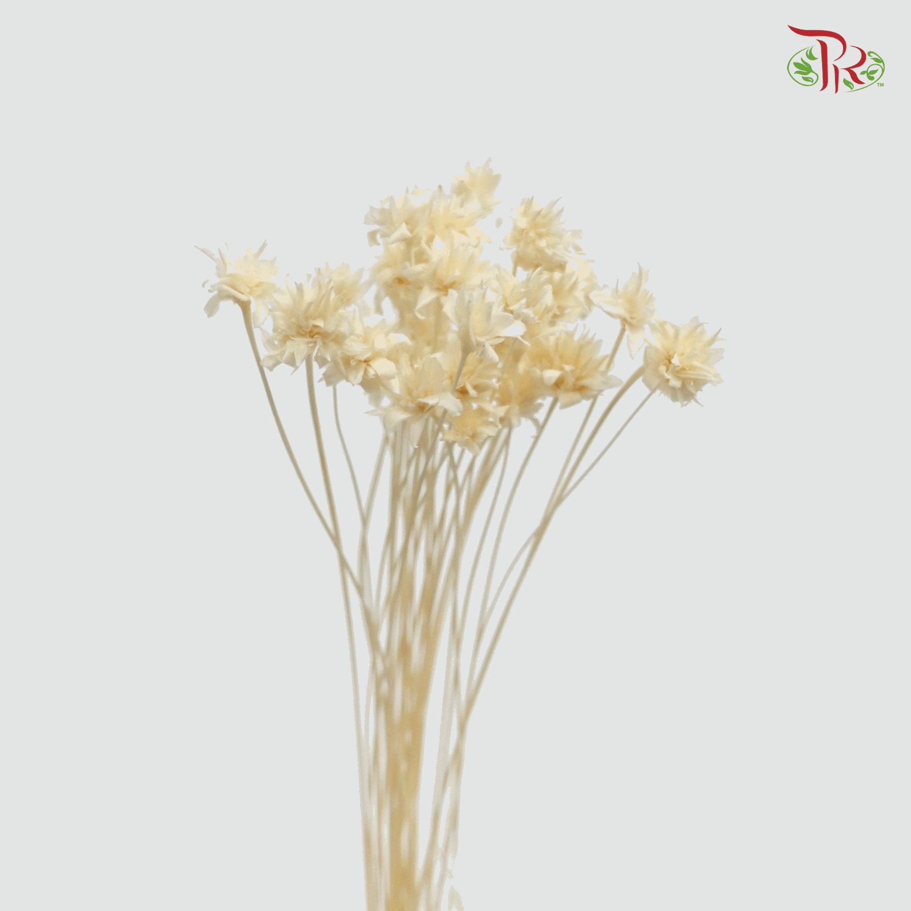 Dried Xiaoshan Flower - Bleached (2 Stems)