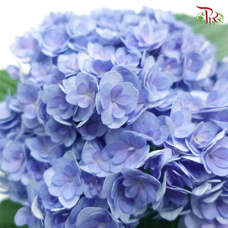 Hydrangea Double Petals - True Blue (Per Stem) - Pudu Ria Florist