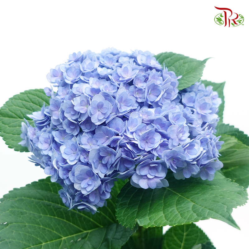 Hydrangea Double Petals - True Blue (Per Stem) - Pudu Ria Florist