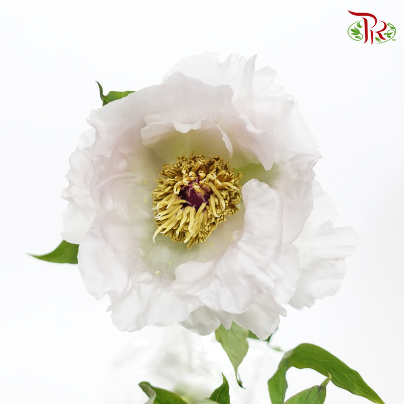 Tree Peony- White (Per Bunch) - Pudu Ria Florist
