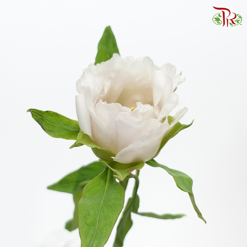 Tree Peony- White (Per Bunch) - Pudu Ria Florist