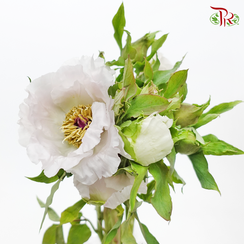 Tree Peony- White (Per Bunch) - Pudu Ria Florist