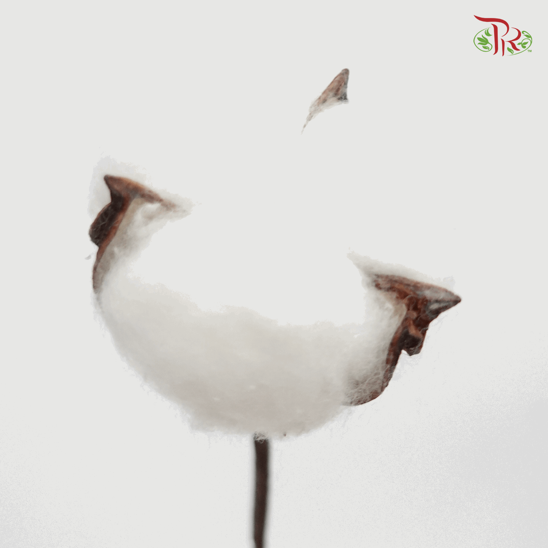 Artificial Cotton Flower - White (10 Stems)