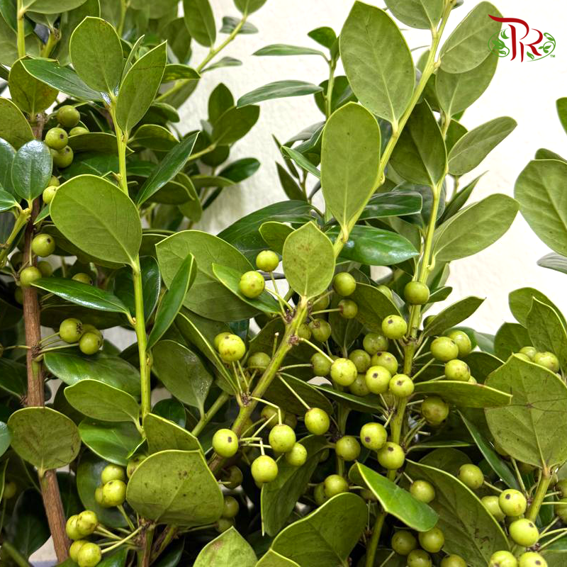 Ilex Green