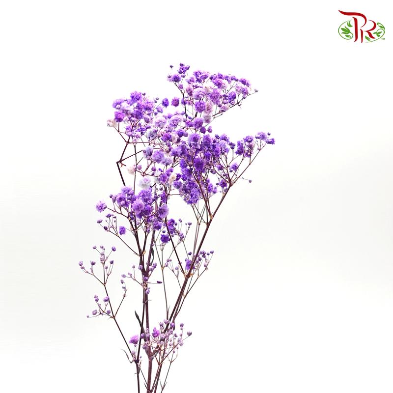 Preservative Baby Breath - Purple - Pudu Ria Florist