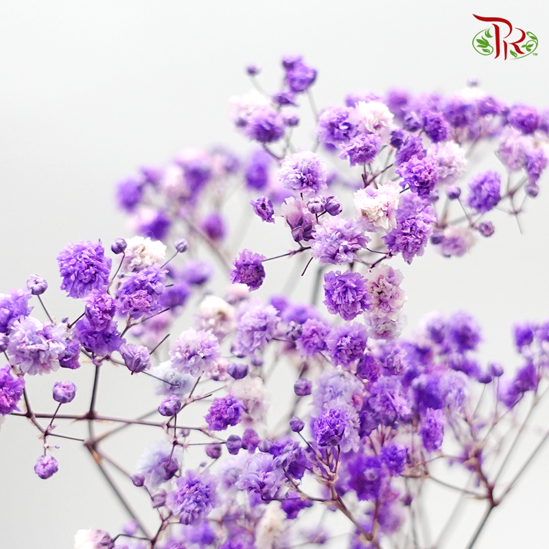 Preservative Baby Breath - Purple - Pudu Ria Florist