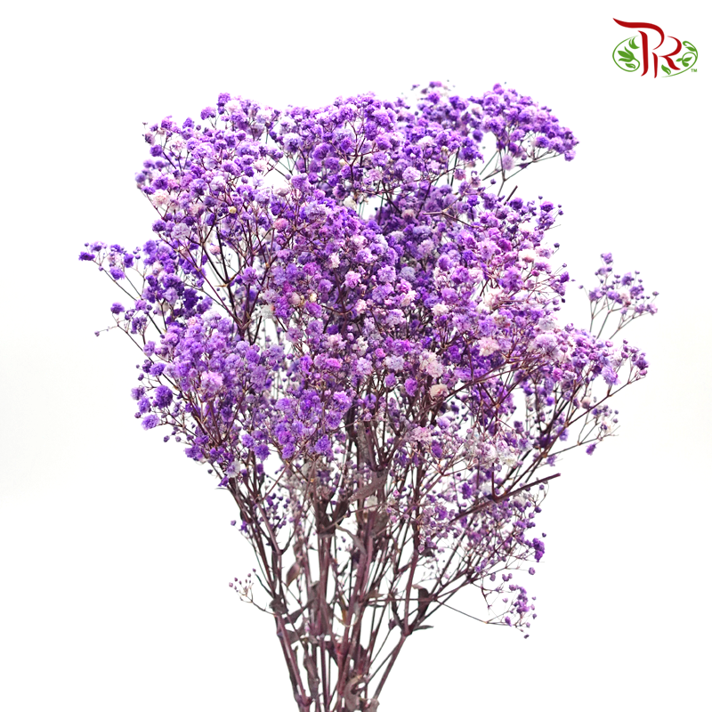 Preservative Baby Breath - Purple - Pudu Ria Florist