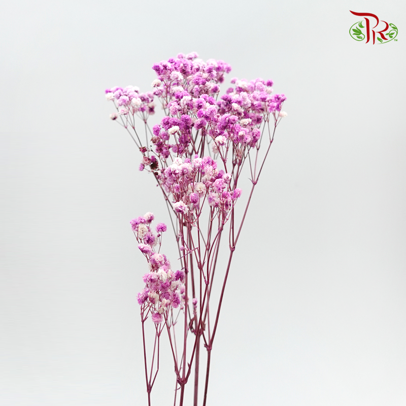 Preservative Baby Breath - Pink - Pudu Ria Florist
