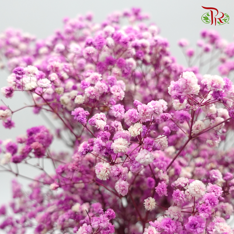Preservative Baby Breath - Pink - Pudu Ria Florist