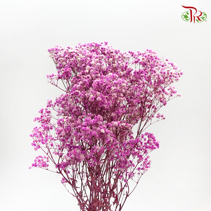 Preservative Baby Breath - Pink - Pudu Ria Florist