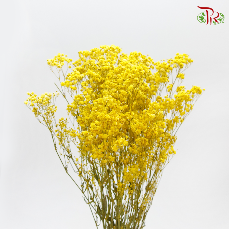 Preservative Baby Breath - Yellow - Pudu Ria Florist