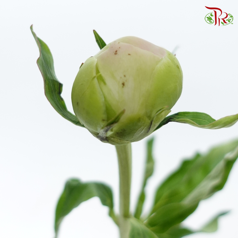 Peony 《牡丹》- Small / Medium Head