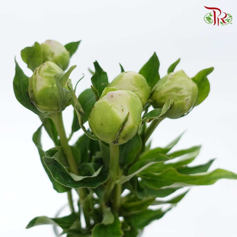 Peony 《牡丹》- Small / Medium Head