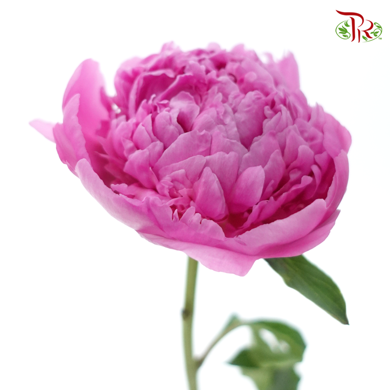 Peony 《牡丹》- Small / Medium Head