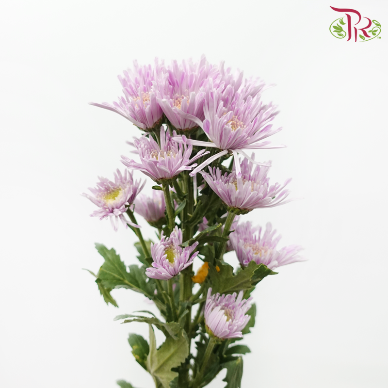 Chrysanthemum Pompom Symphony