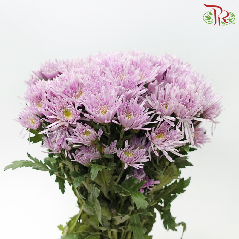 Chrysanthemum Pompom Symphony