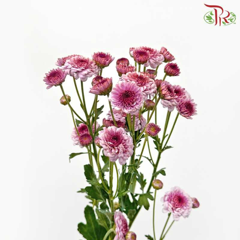 Chrysanthemum Pompom Button