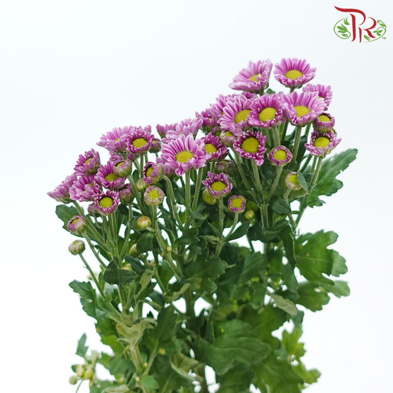 Chrysanthemum Pompom Santini