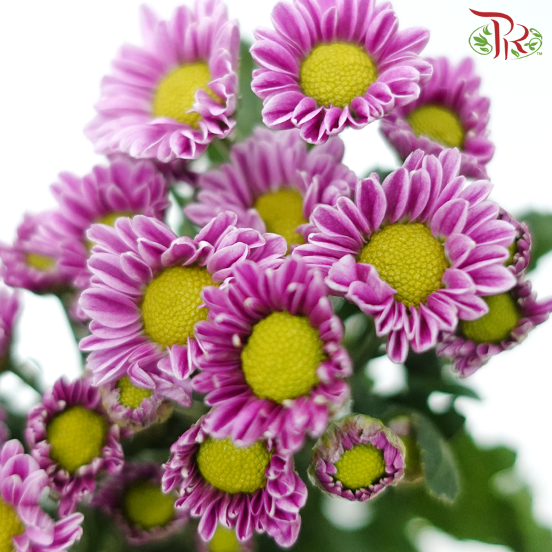 Chrysanthemum Pompom Santini