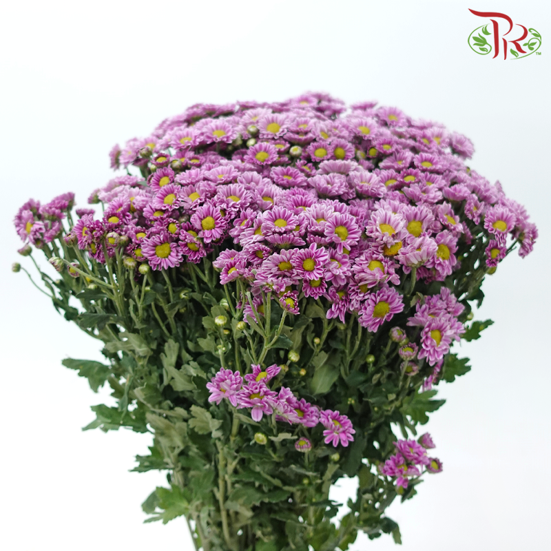 Chrysanthemum Pompom Santini