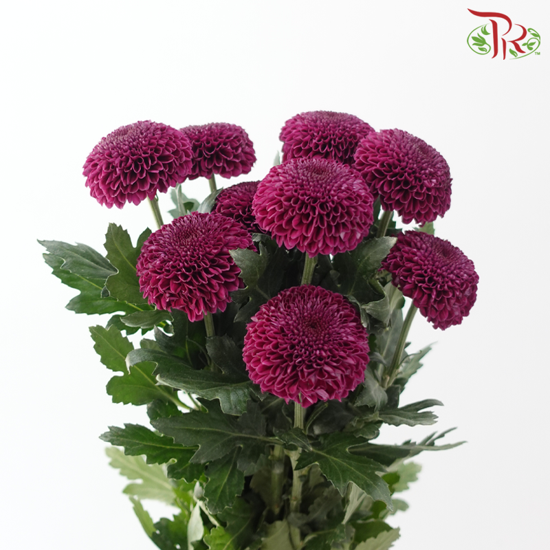 Chrysanthemum Ping Pong 《乒乓菊》