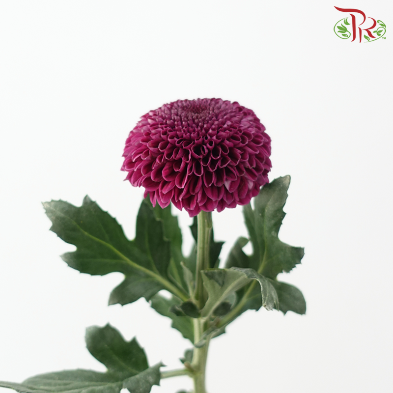 Chrysanthemum Ping Pong 《乒乓菊》