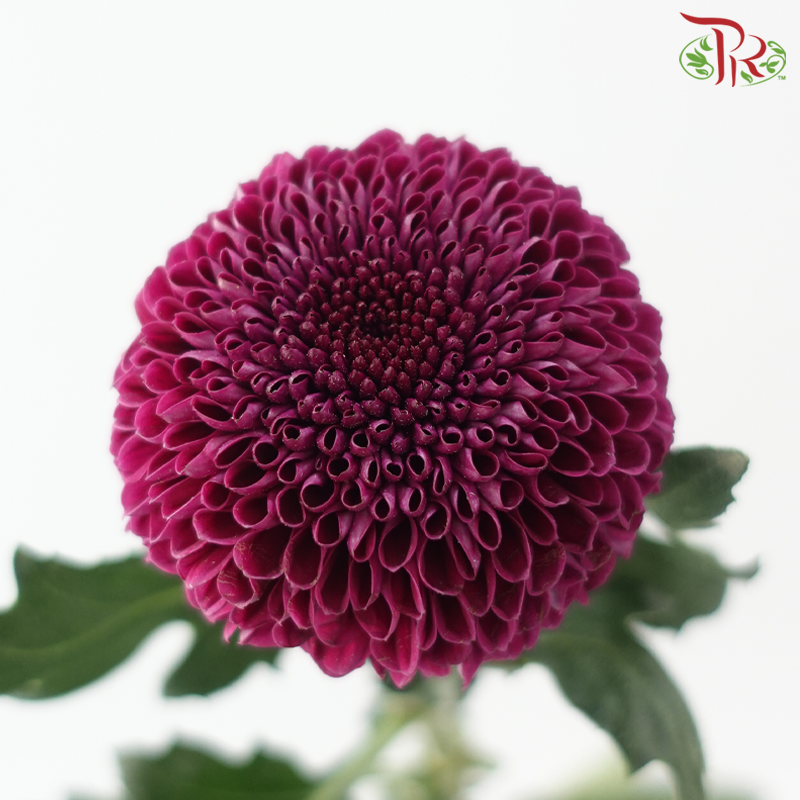 Chrysanthemum Ping Pong 《乒乓菊》