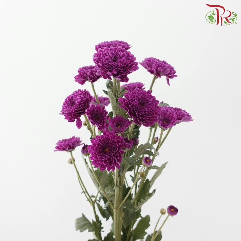 Chrysanthemum Pompom