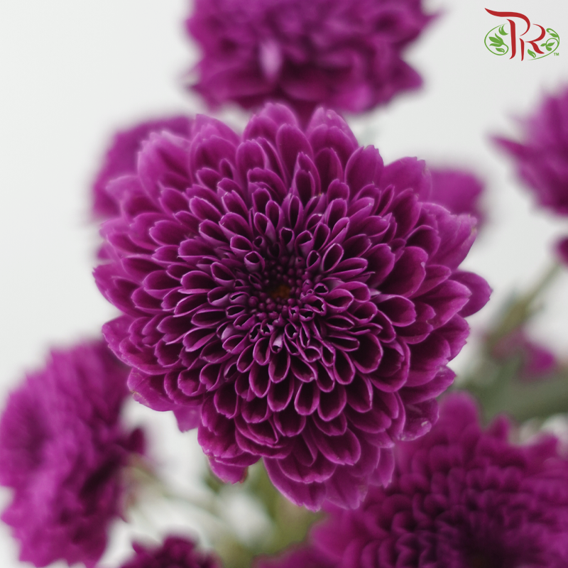 Chrysanthemum Pompom