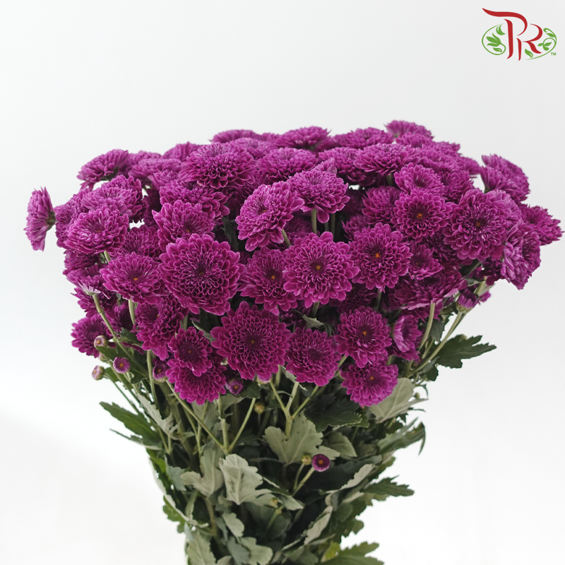 Chrysanthemum Pompom