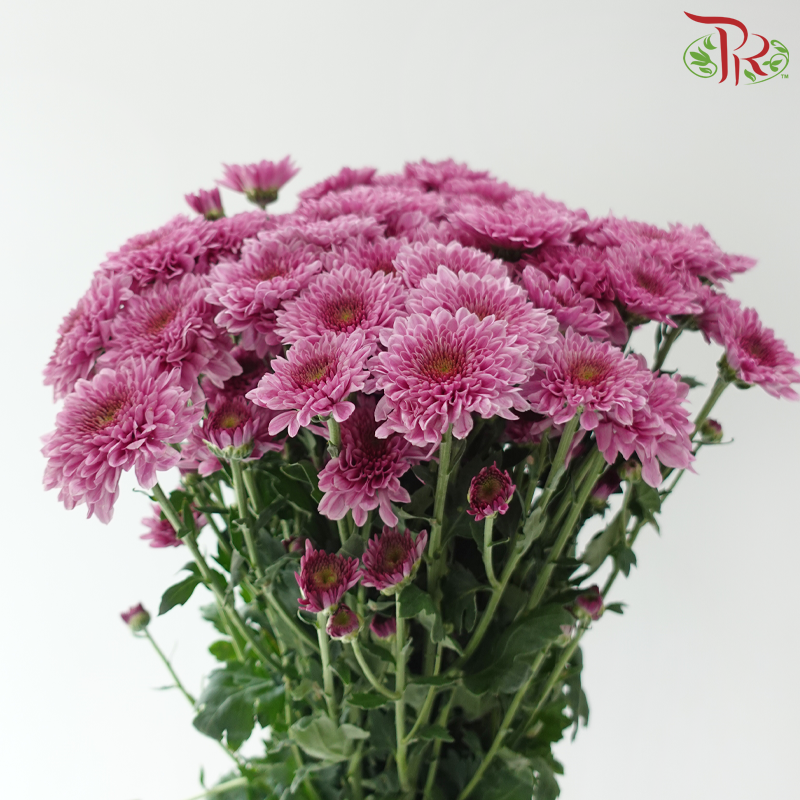 Chrysanthemum Pompom