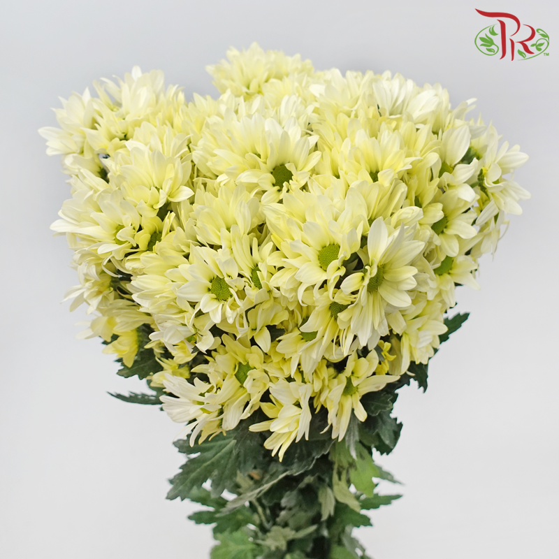 Chrysanthemum Pompom Daisy