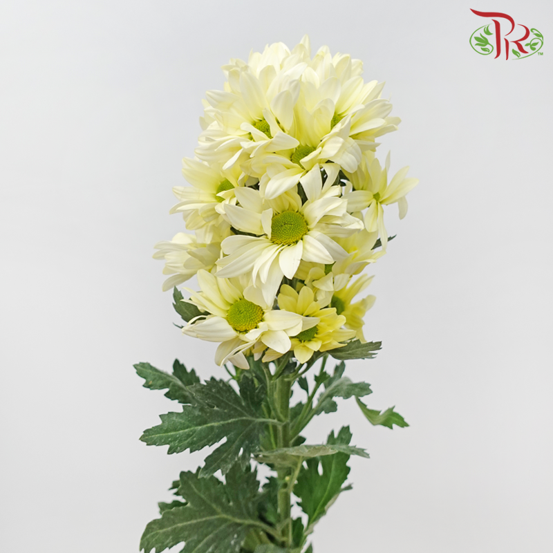 Chrysanthemum Pompom Daisy