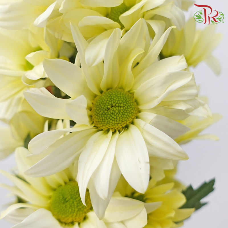 Chrysanthemum Pompom Daisy