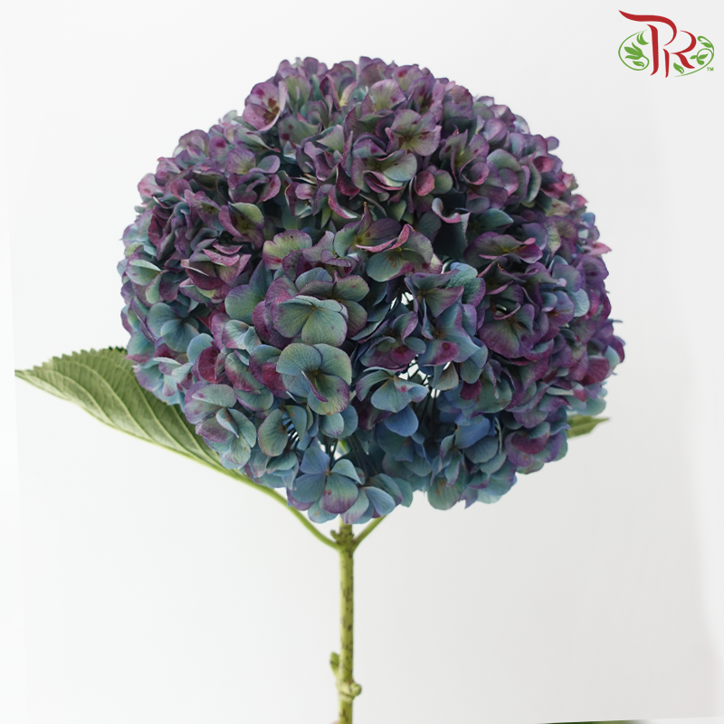 Hydrangea 《绣球花》