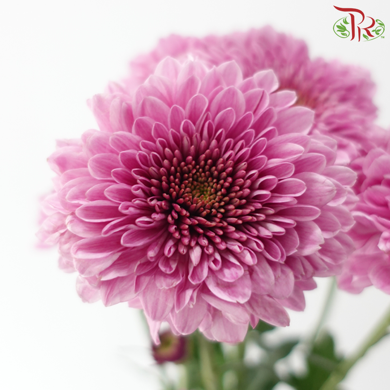 Chrysanthemum Pompom