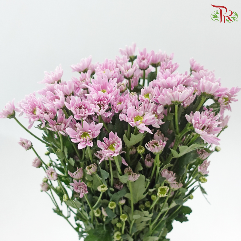 Chrysanthemum Pompom Daisy